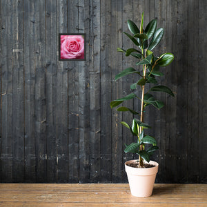 Stop and Smell the Roses Framed Print